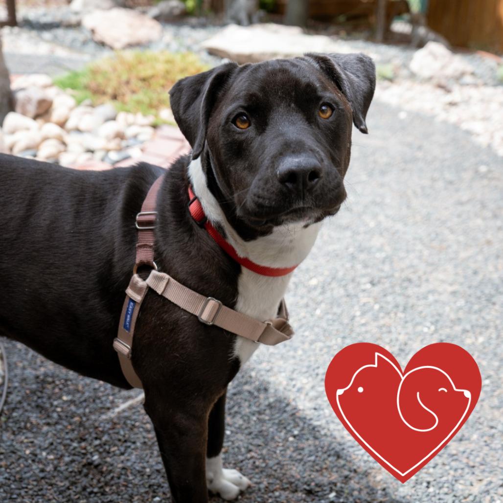 Enlarge Meeko, a Adoptable mixed breed in Cheyenne, WY image 2/4