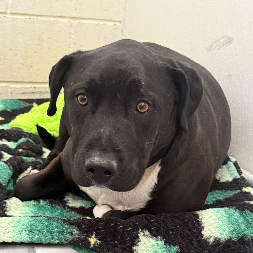 Meeko, a Adoptable mixed breed in Cheyenne, WY image 2/6
