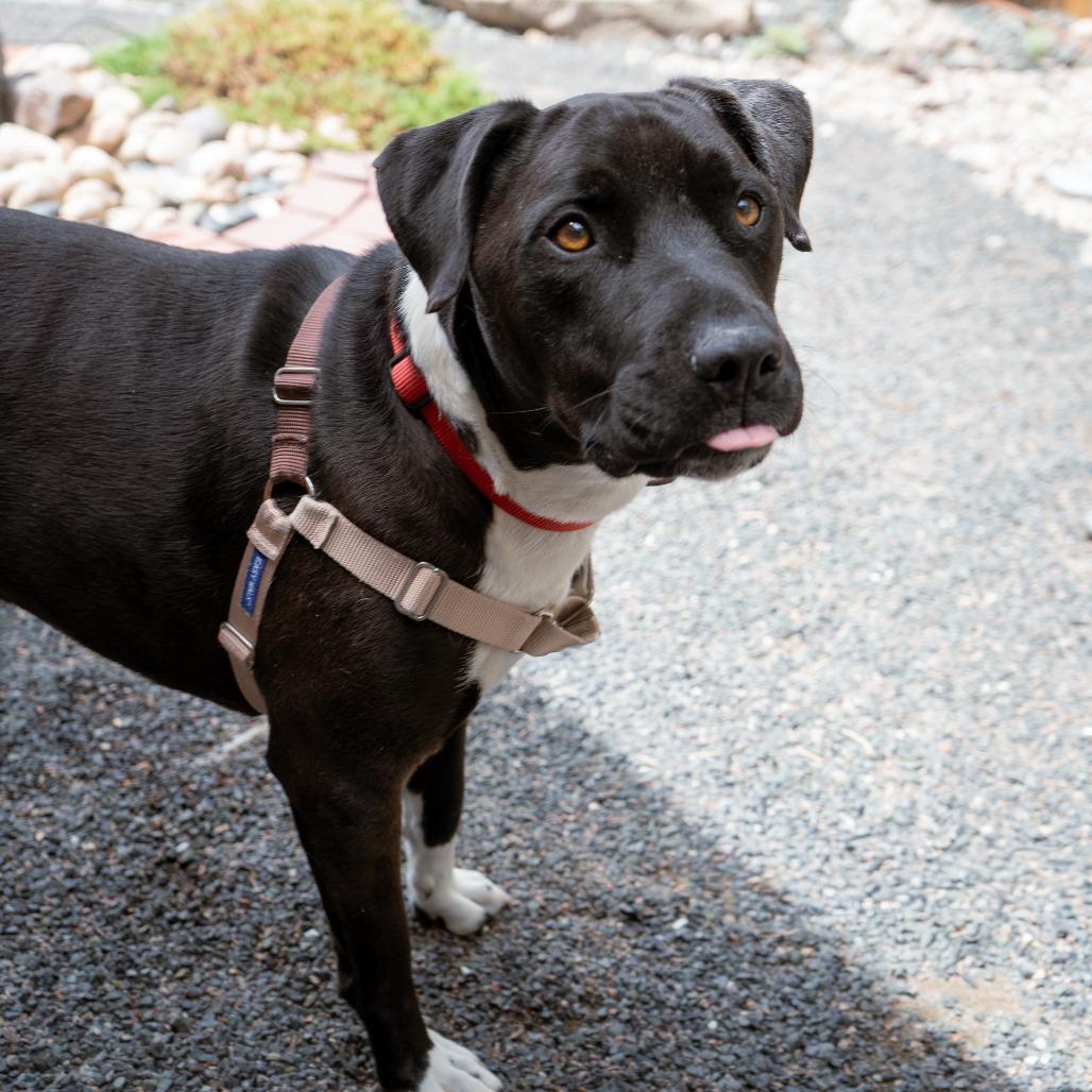 Meeko, a Adoptable mixed breed in Cheyenne, WY image 3/6