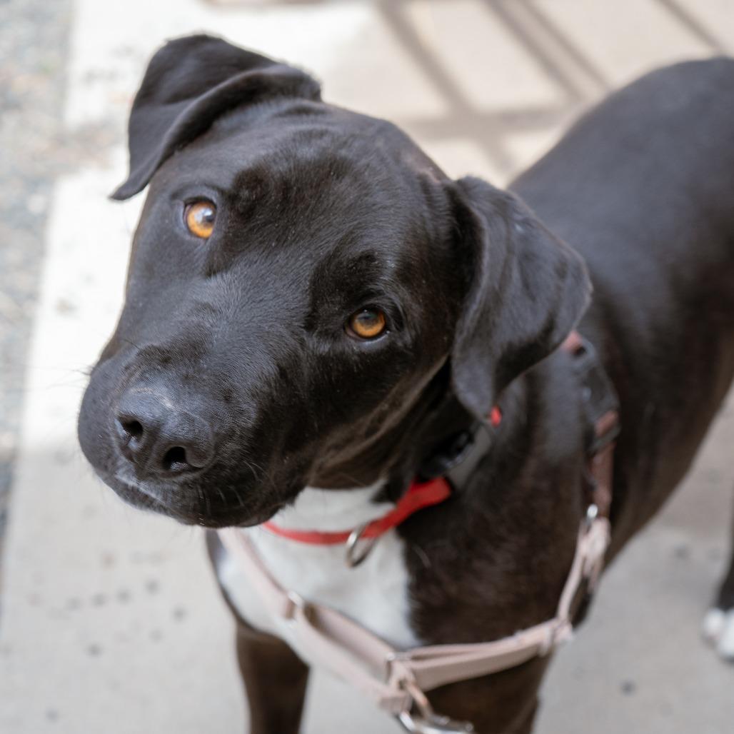 Meeko, a Adoptable mixed breed in Cheyenne, WY image 4/6