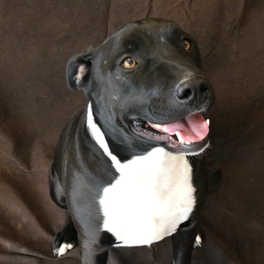 Meeko, a Adoptable mixed breed in Cheyenne, WY image 5/6