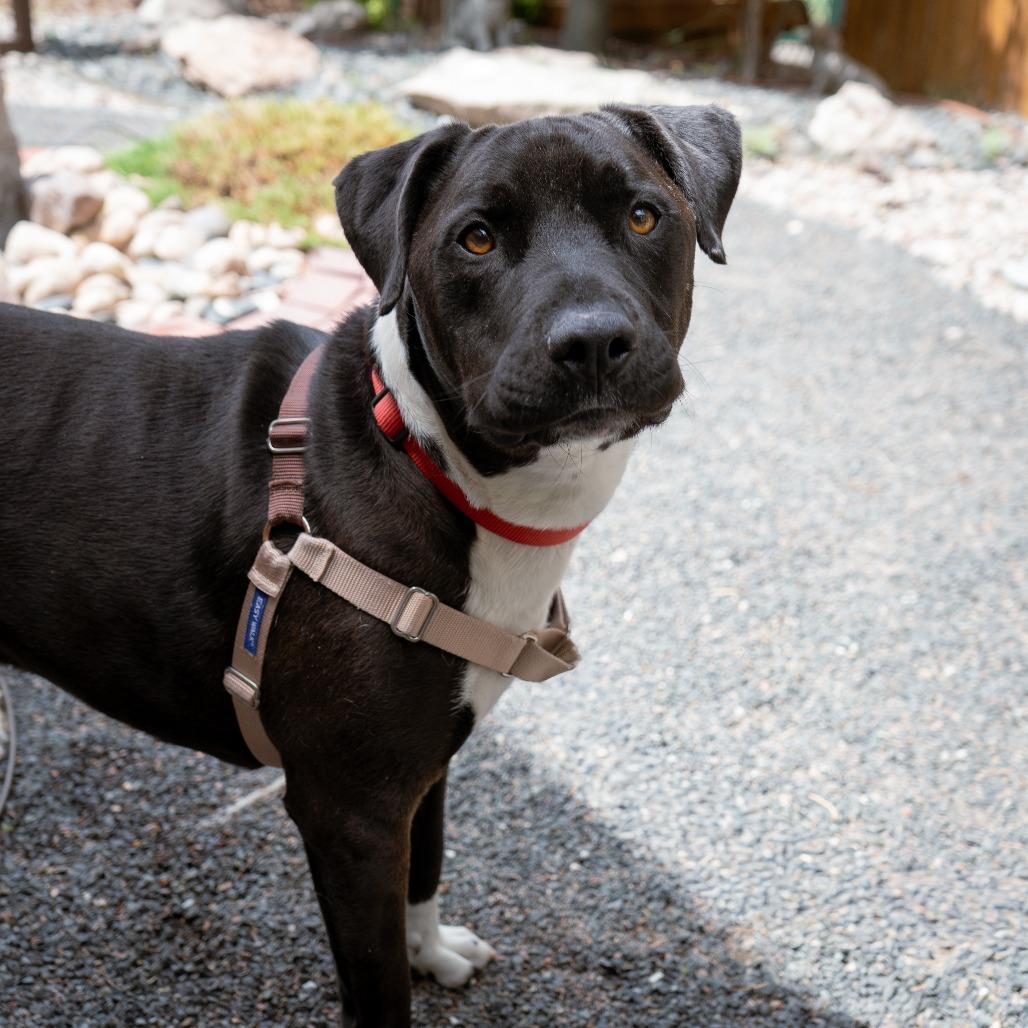 Meeko, a Adoptable mixed breed in Cheyenne, WY image 6/6
