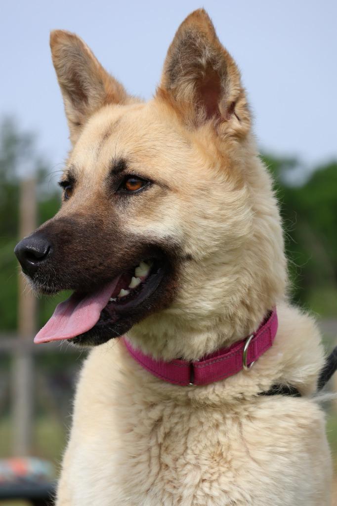 LOLA, Adoptable, Young Female Mixed Breed.