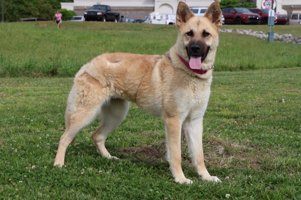 LOLA, a Adoptable mixed breed in Columbia, TN image 2/5