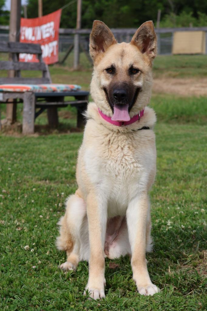 LOLA, a Adoptable mixed breed in Columbia, TN image 3/5