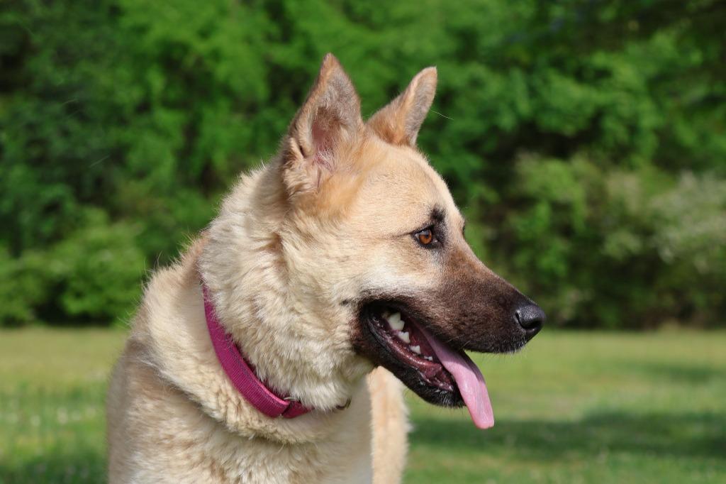 LOLA, a Adoptable mixed breed in Columbia, TN image 4/5