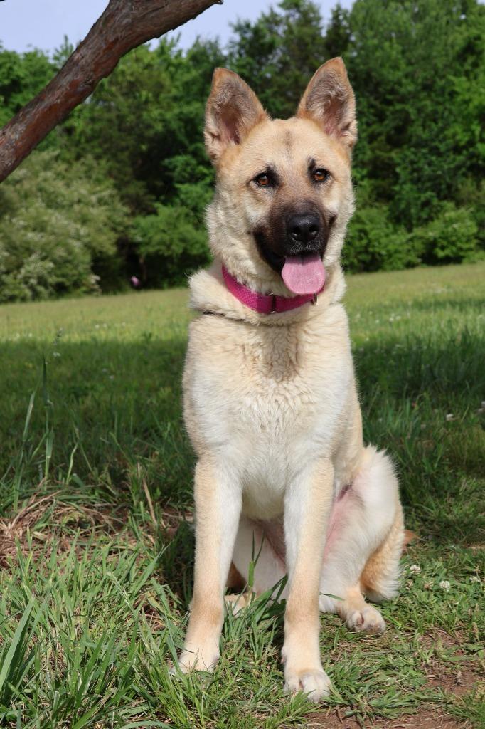 LOLA, a Adoptable mixed breed in Columbia, TN image 5/5