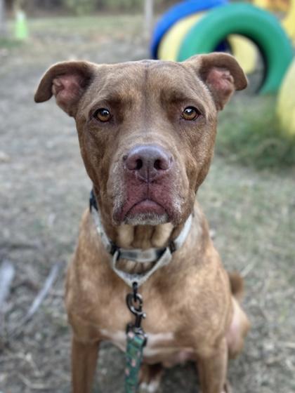 Reese — thumbnail 3