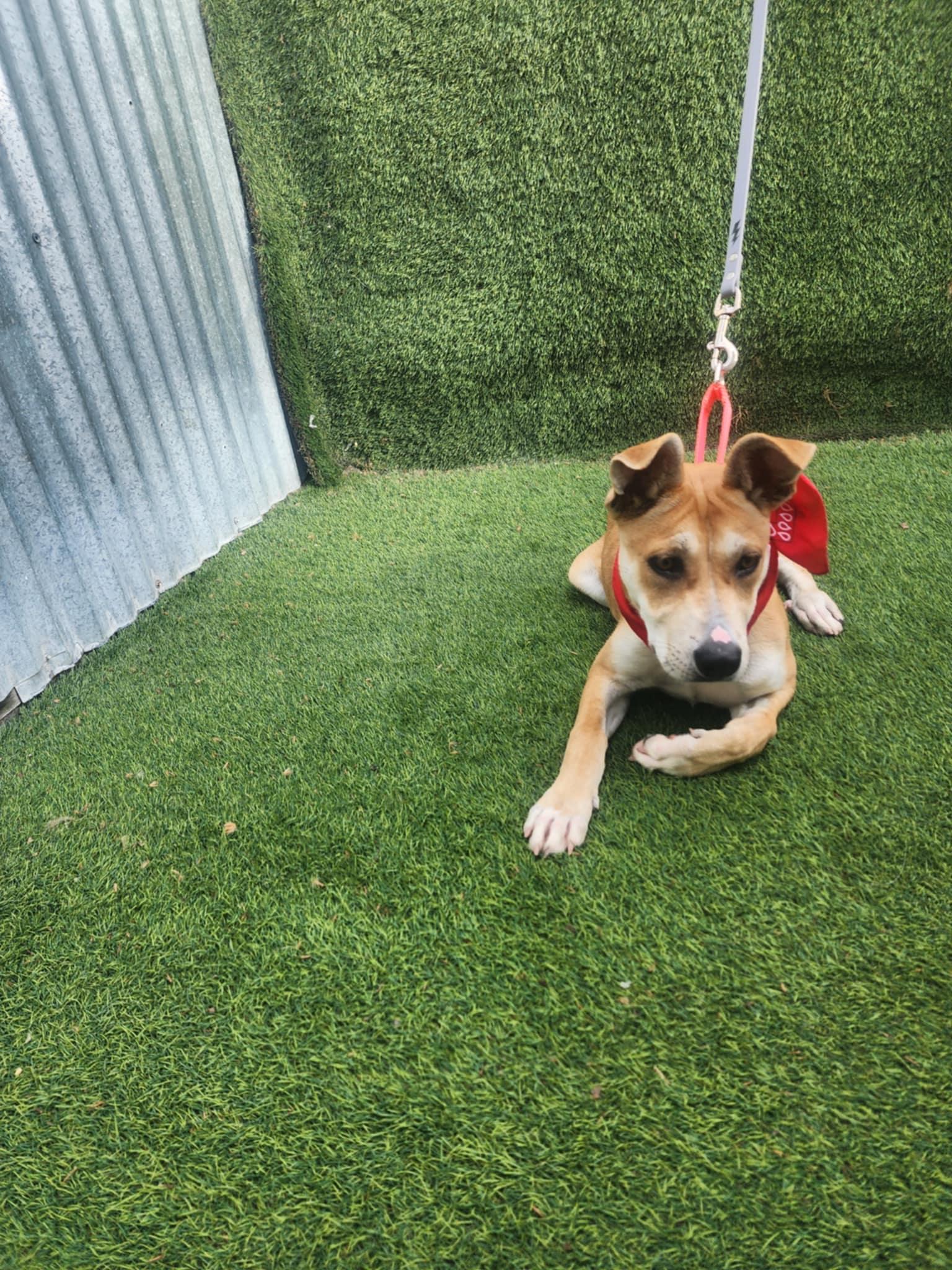 Sara, Adopted, Puppy Female Carolina Dog & Husky.