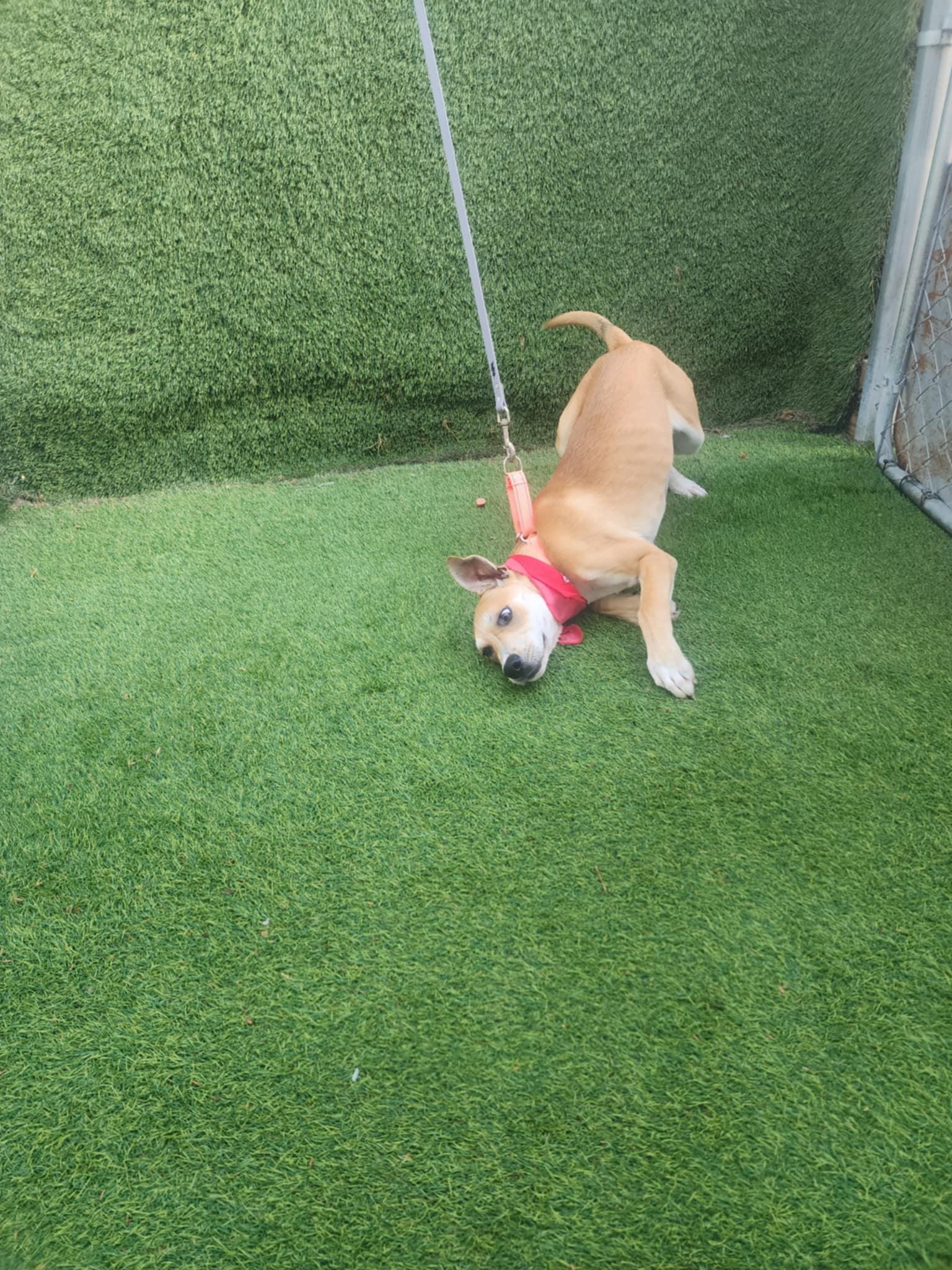 Enlarge Sara, a Adopted mixed breed in New Milford, CT image 2/6