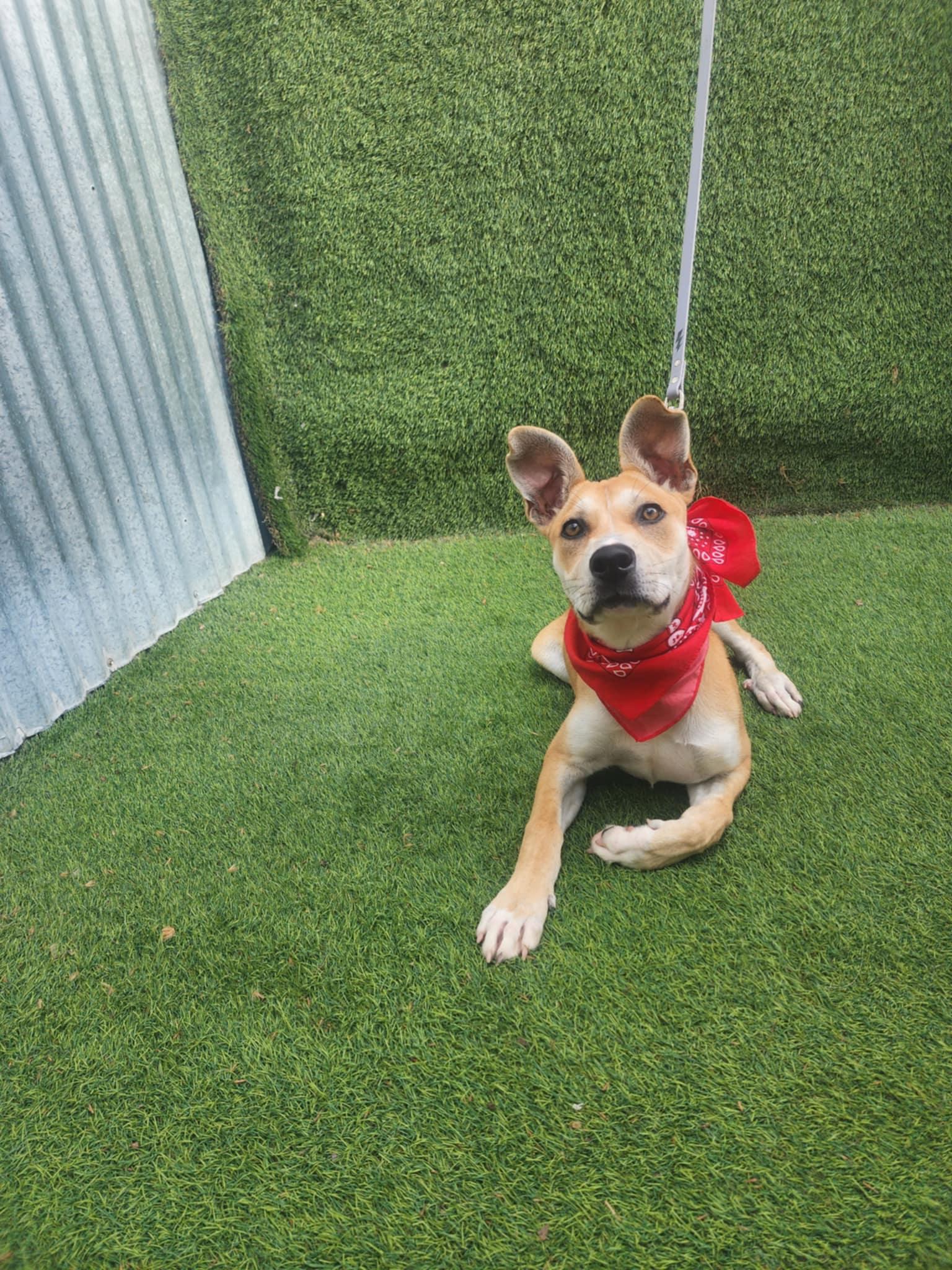 Enlarge Sara, a Adopted mixed breed in New Milford, CT image 3/6