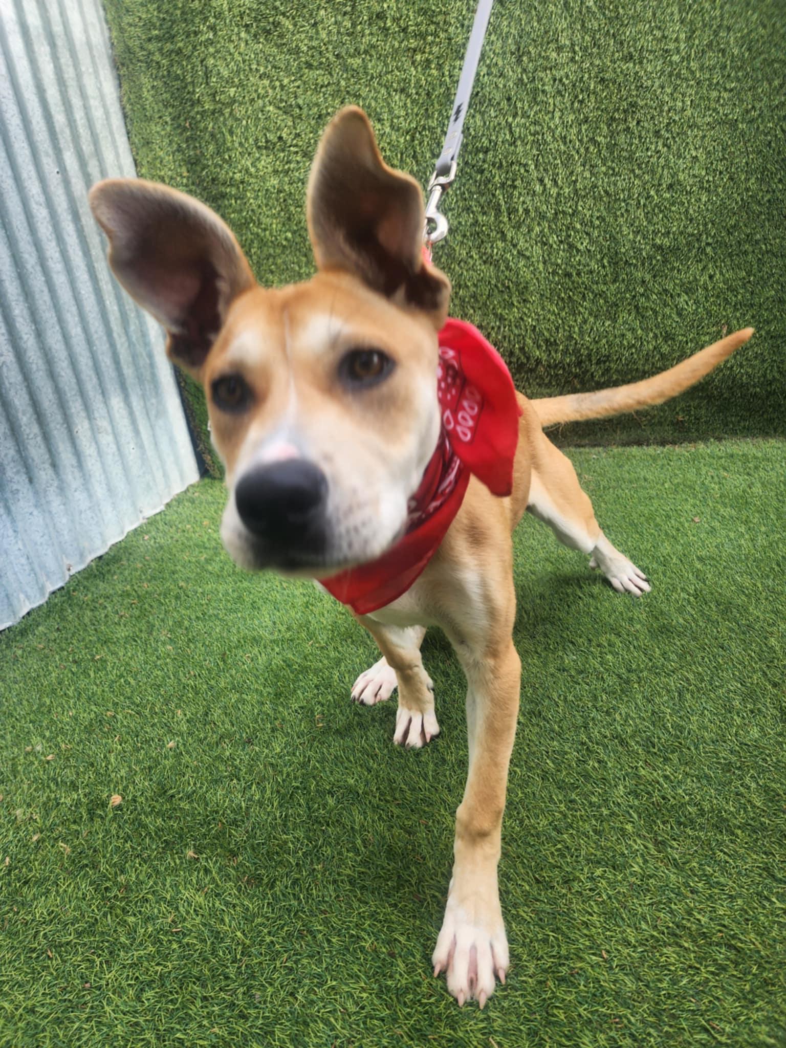 Enlarge Sara, a Adopted mixed breed in New Milford, CT image 4/6