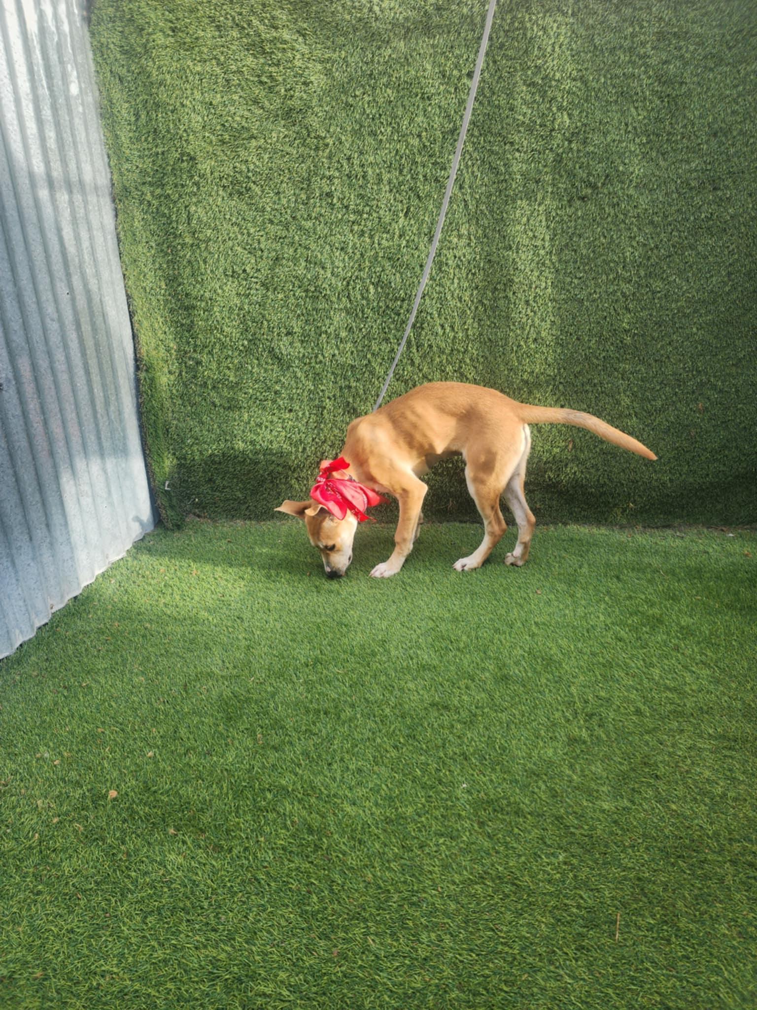 Enlarge Sara, a Adopted mixed breed in New Milford, CT image 5/6