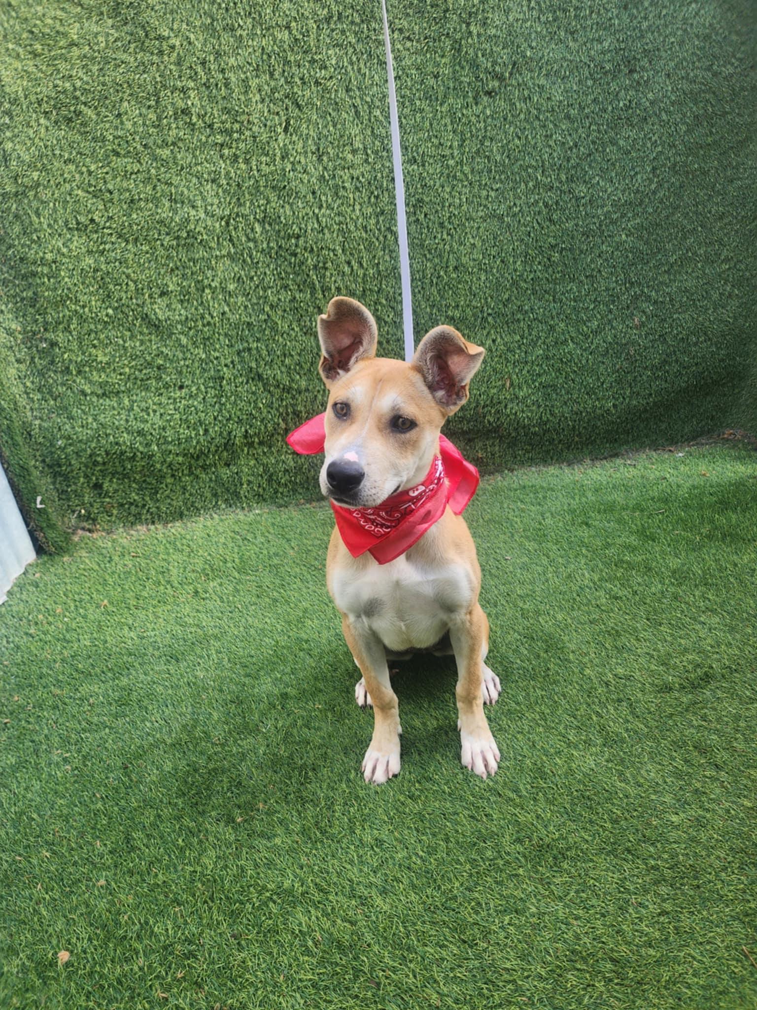 Enlarge Sara, a Adopted mixed breed in New Milford, CT image 6/6