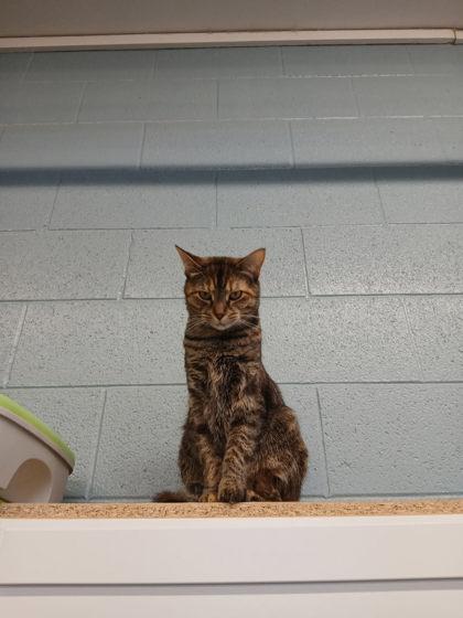 Enlarge Stevie, an adopted Domestic Medium Hair in Boyne City, MI image 1/1