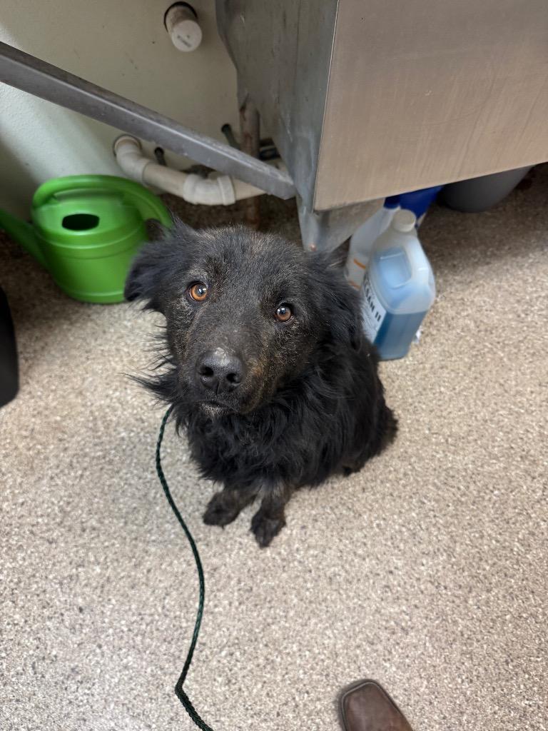 Justin, Adoptable, Young Male Terrier.