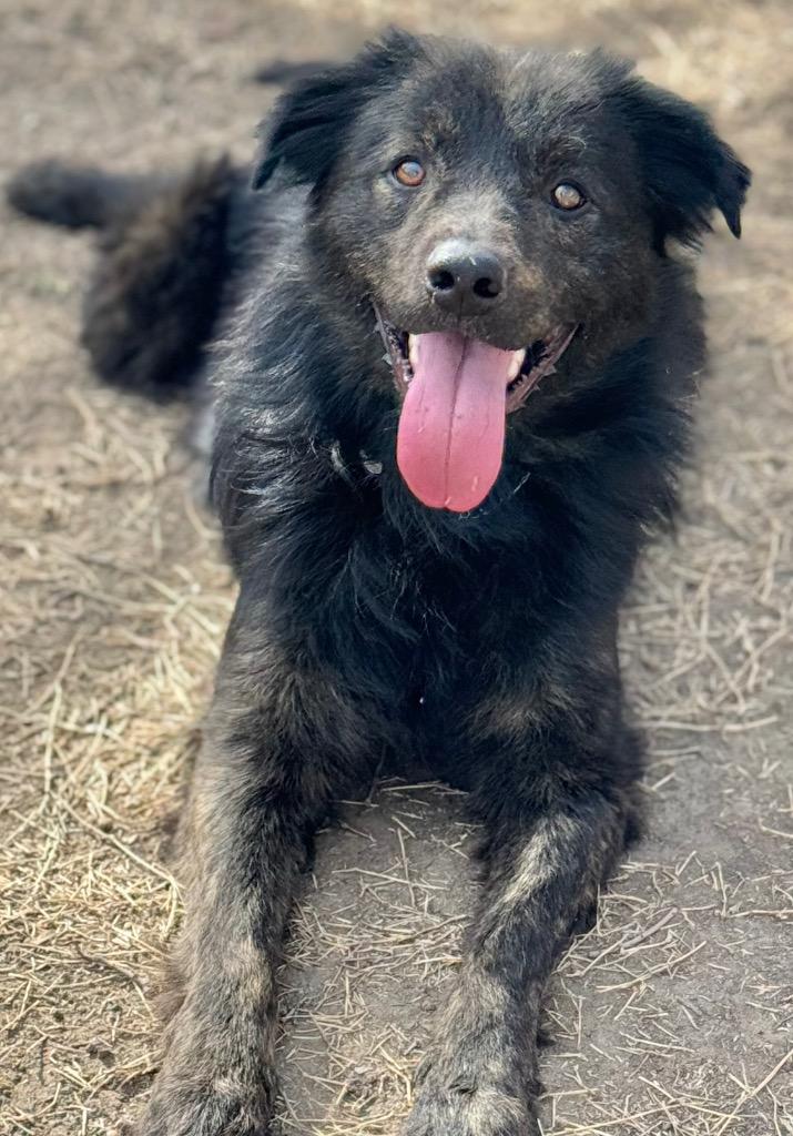 Enlarge Justin, a Adoptable mixed breed in Great Bend, KS image 2/2