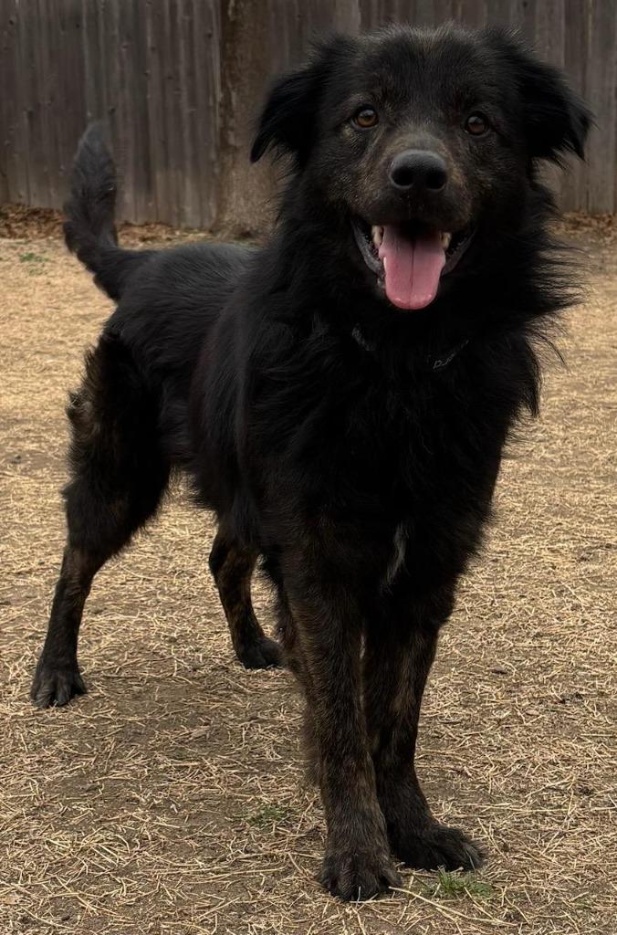 Enlarge Justin, a Adoptable mixed breed in Great Bend, KS image 2/3