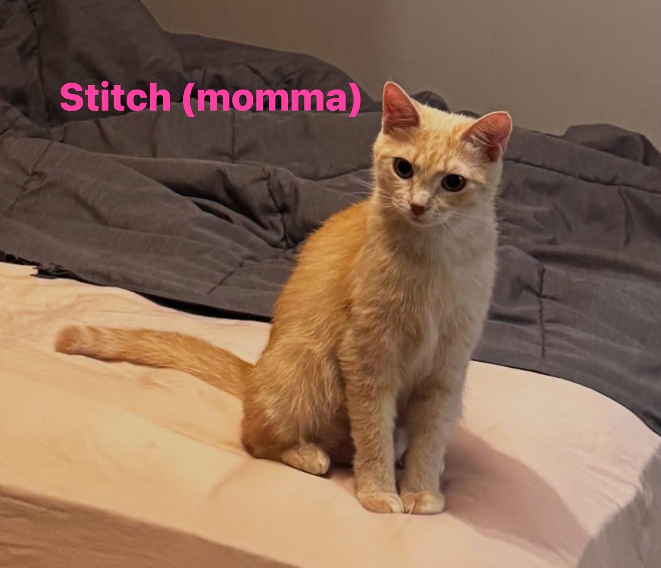 Stitch, Adoptable, Adult Female Domestic Short Hair.