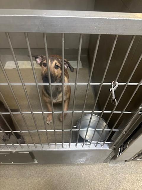 Enlarge North Elm 5/CHUCKY, a Adoptable mixed breed in Rome, GA image 1/3