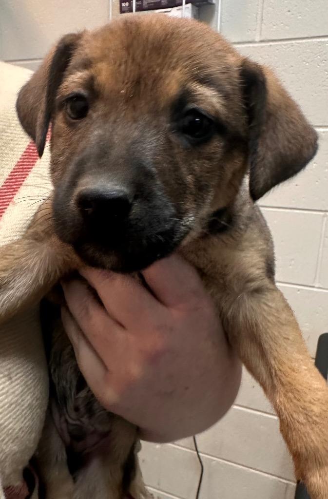 Enlarge North Elm 5/CHUCKY, a Adoptable mixed breed in Rome, GA image 2/3