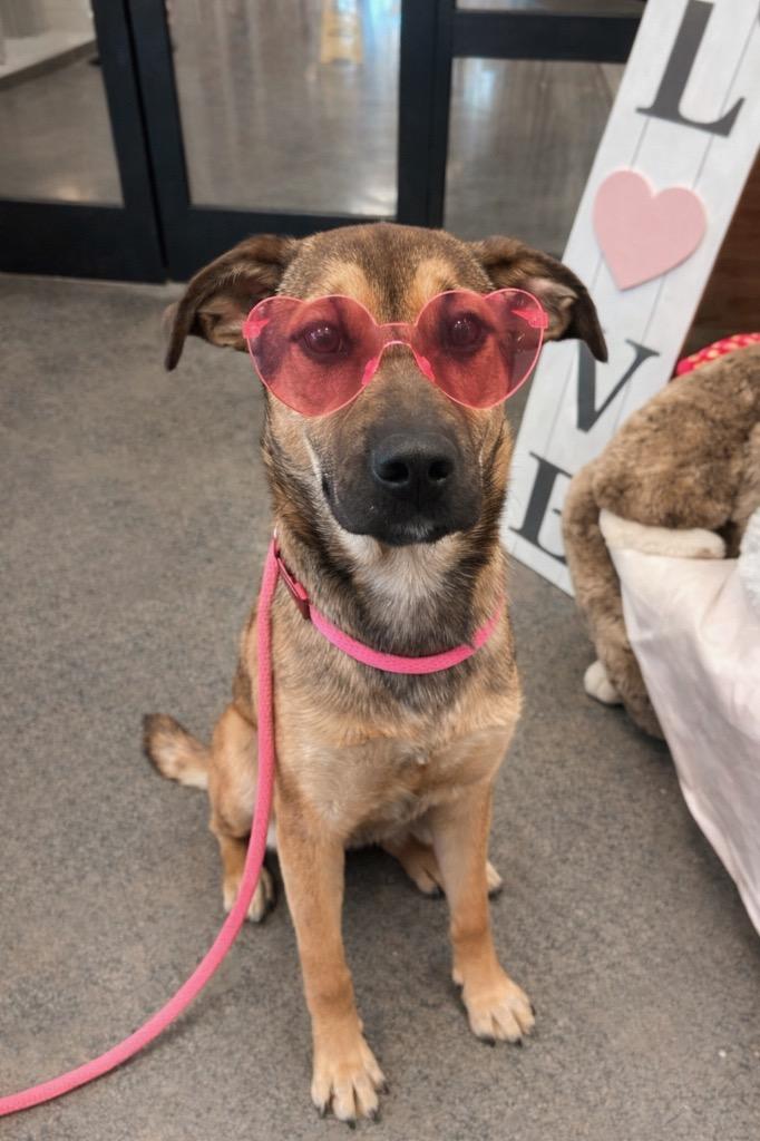 Enlarge North Elm 5/CHUCKY, a Adoptable mixed breed in Rome, GA image 3/3