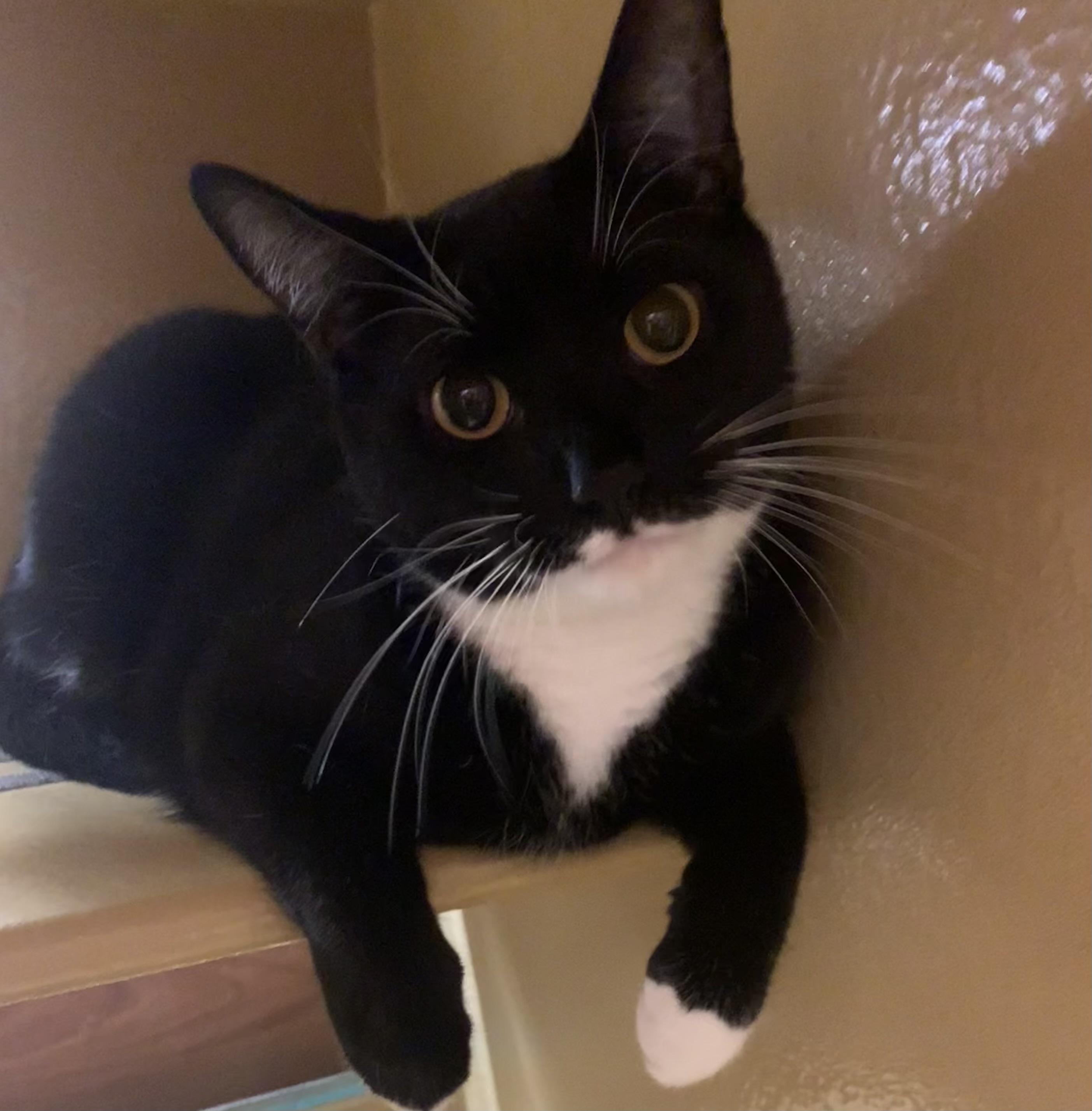 Julius, Adoptable, Adult Male Domestic Short Hair.