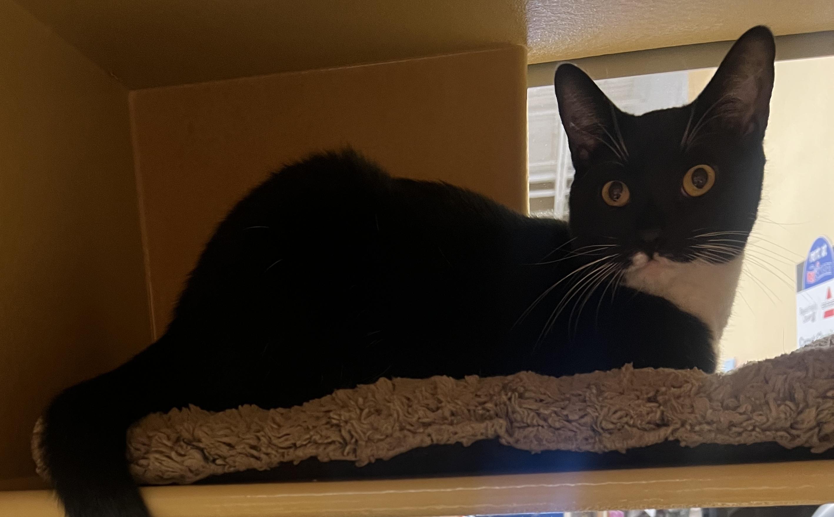 Julius, Adoptable, Adult Male Domestic Short Hair.