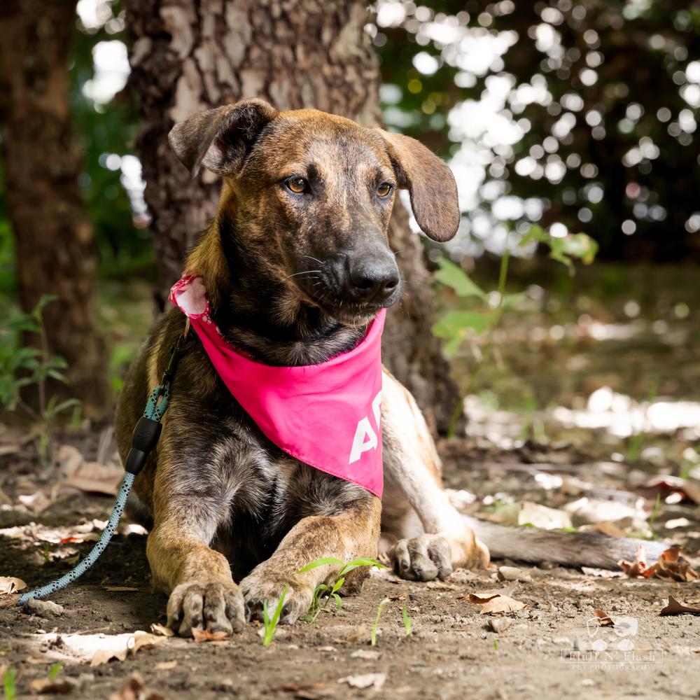 Macy, a Adoptable mixed breed in Redlands, CA image 1/3
