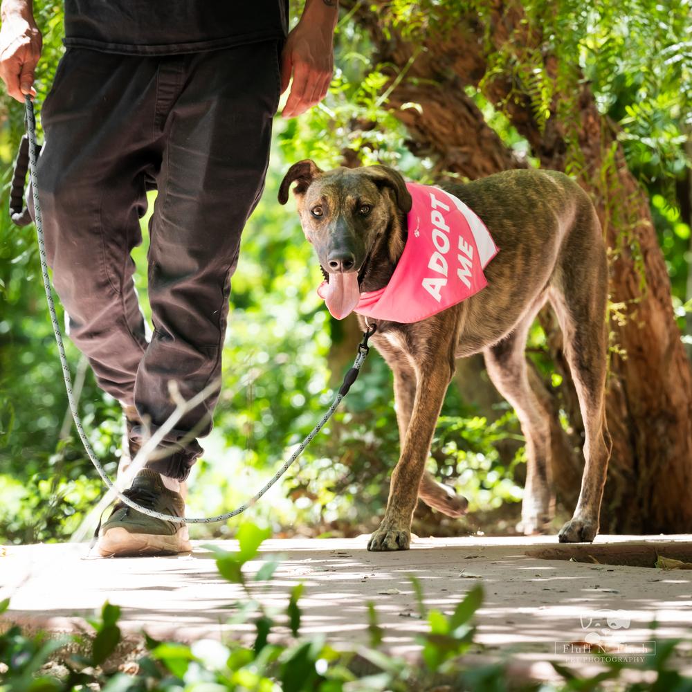 Macy, a Adoptable mixed breed in Redlands, CA image 3/6