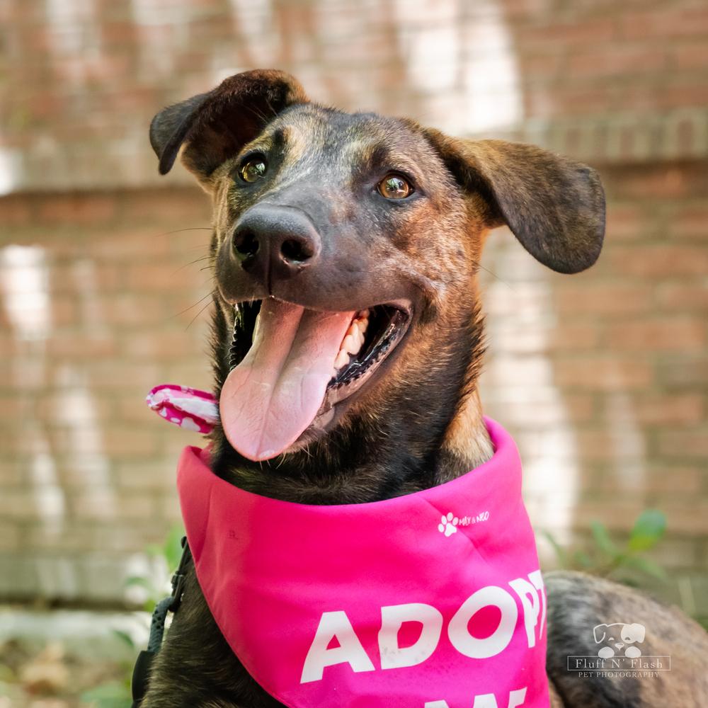 Macy, a Adoptable mixed breed in Redlands, CA image 3/3