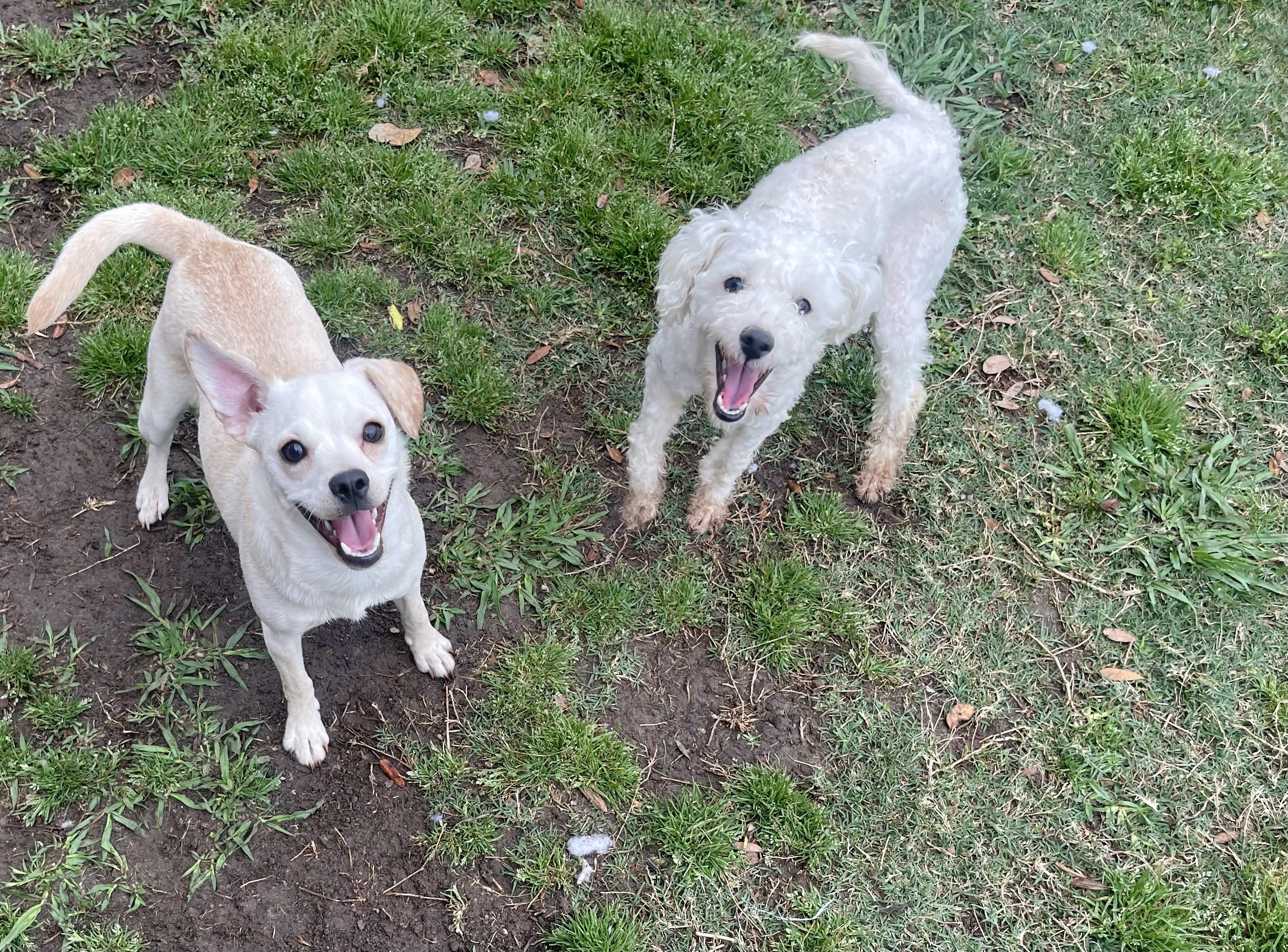 Enlarge Tofu, a Adopted Maltipoo in Falls Church, VA image 1/6