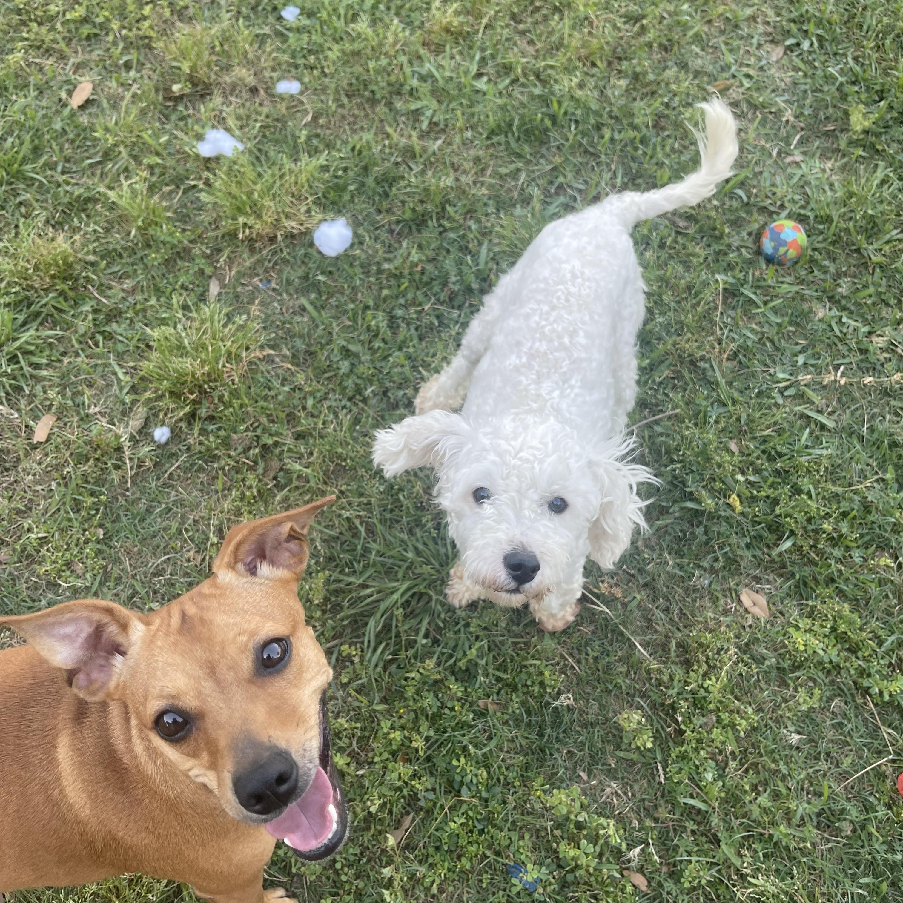 Enlarge Tofu, a Adopted Maltipoo in Falls Church, VA image 2/6