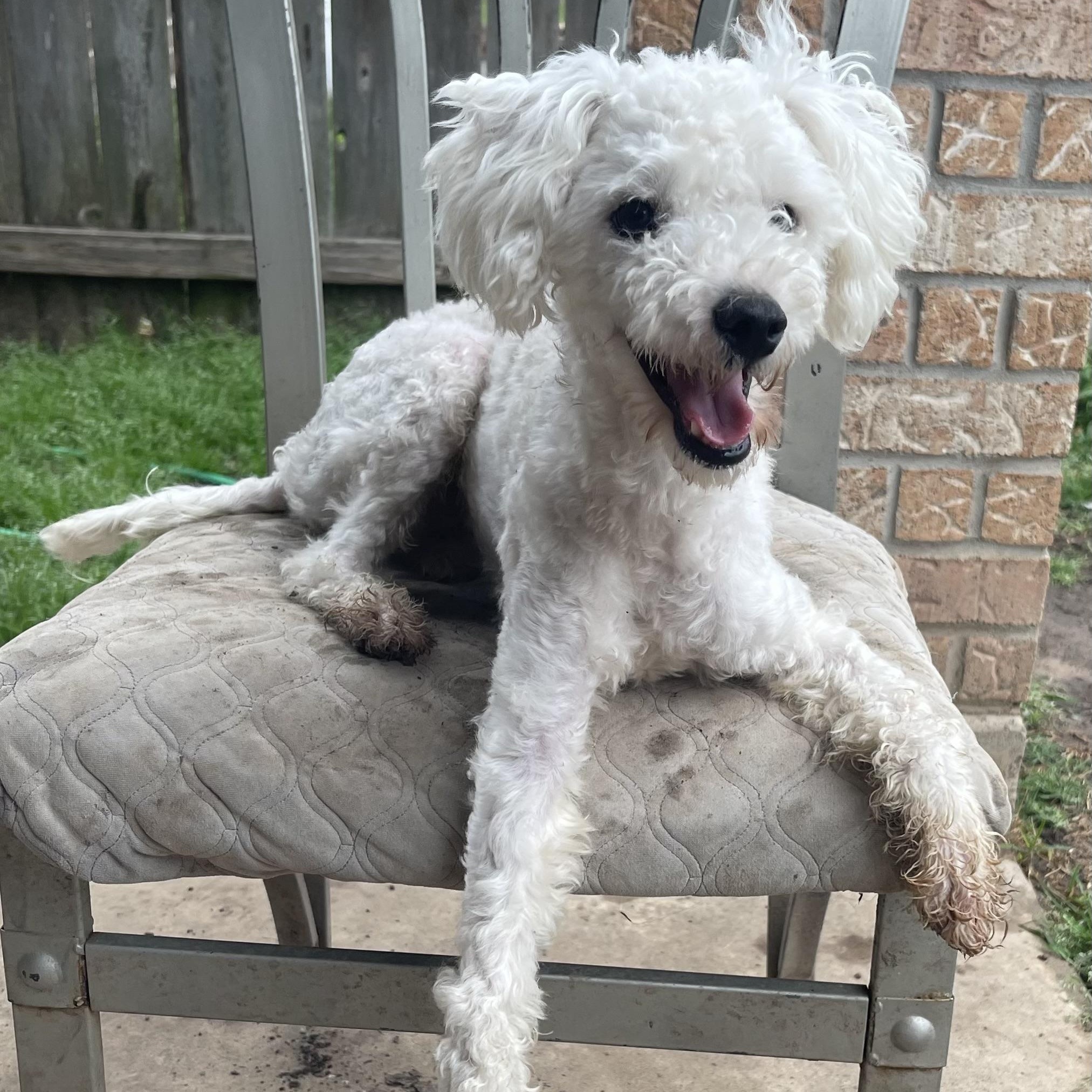 Enlarge Tofu, a Adopted Maltipoo in Falls Church, VA image 3/6
