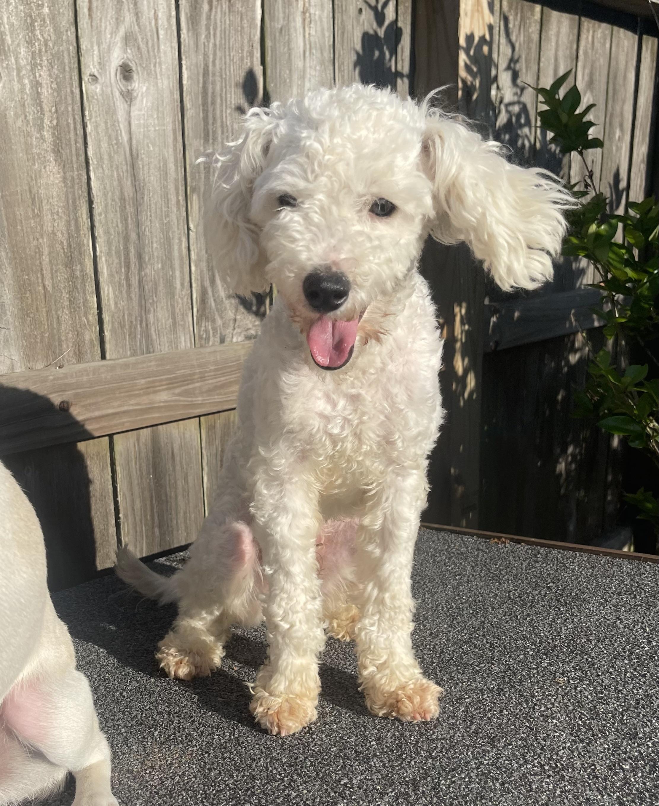 Enlarge Tofu, a Adopted Maltipoo in Falls Church, VA image 4/6