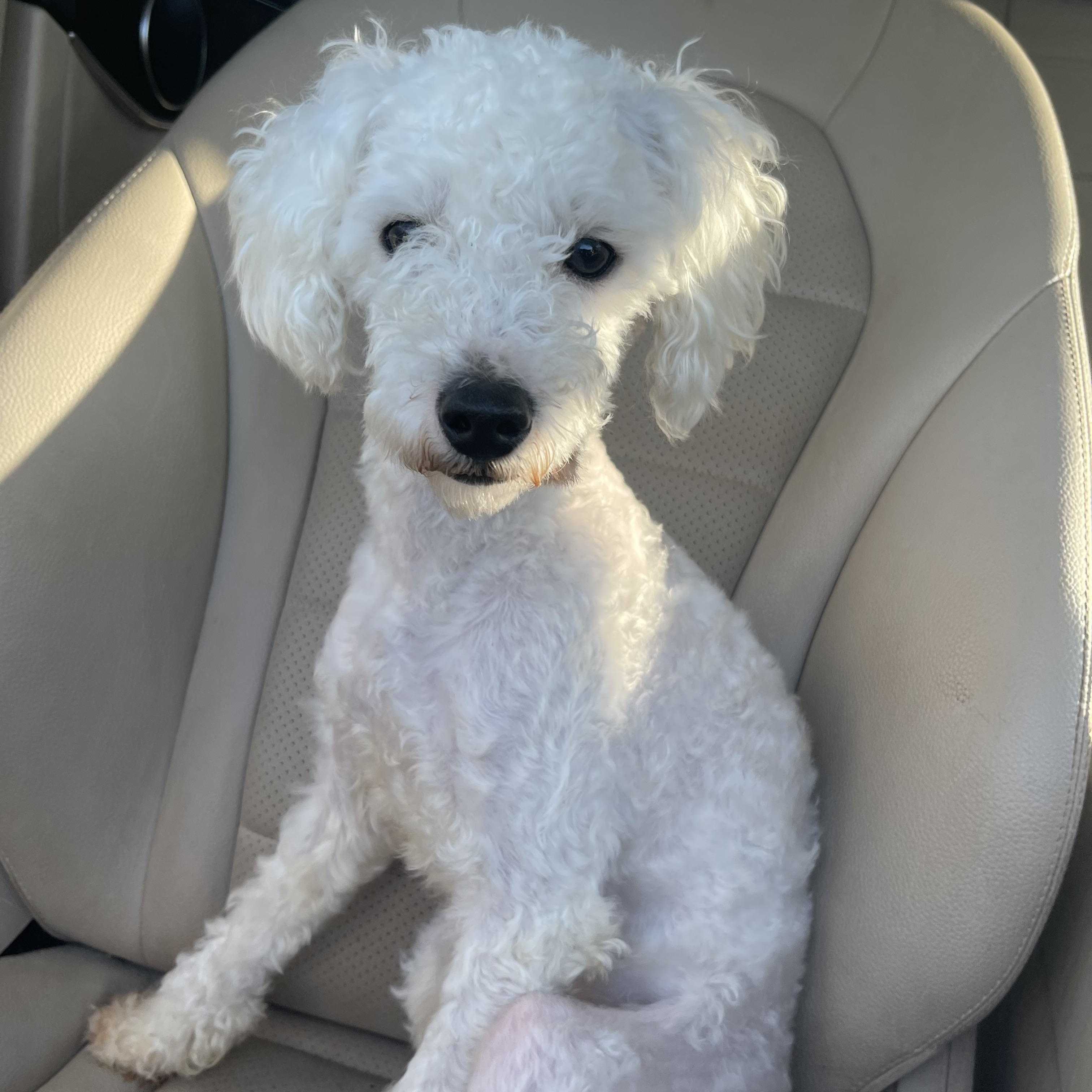 Enlarge Tofu, a Adopted Maltipoo in Falls Church, VA image 5/6