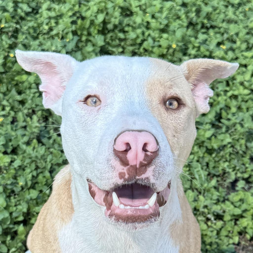 Enlarge Dale, a Adoptable Pit Bull Terrier in Brenham, TX image 1/6