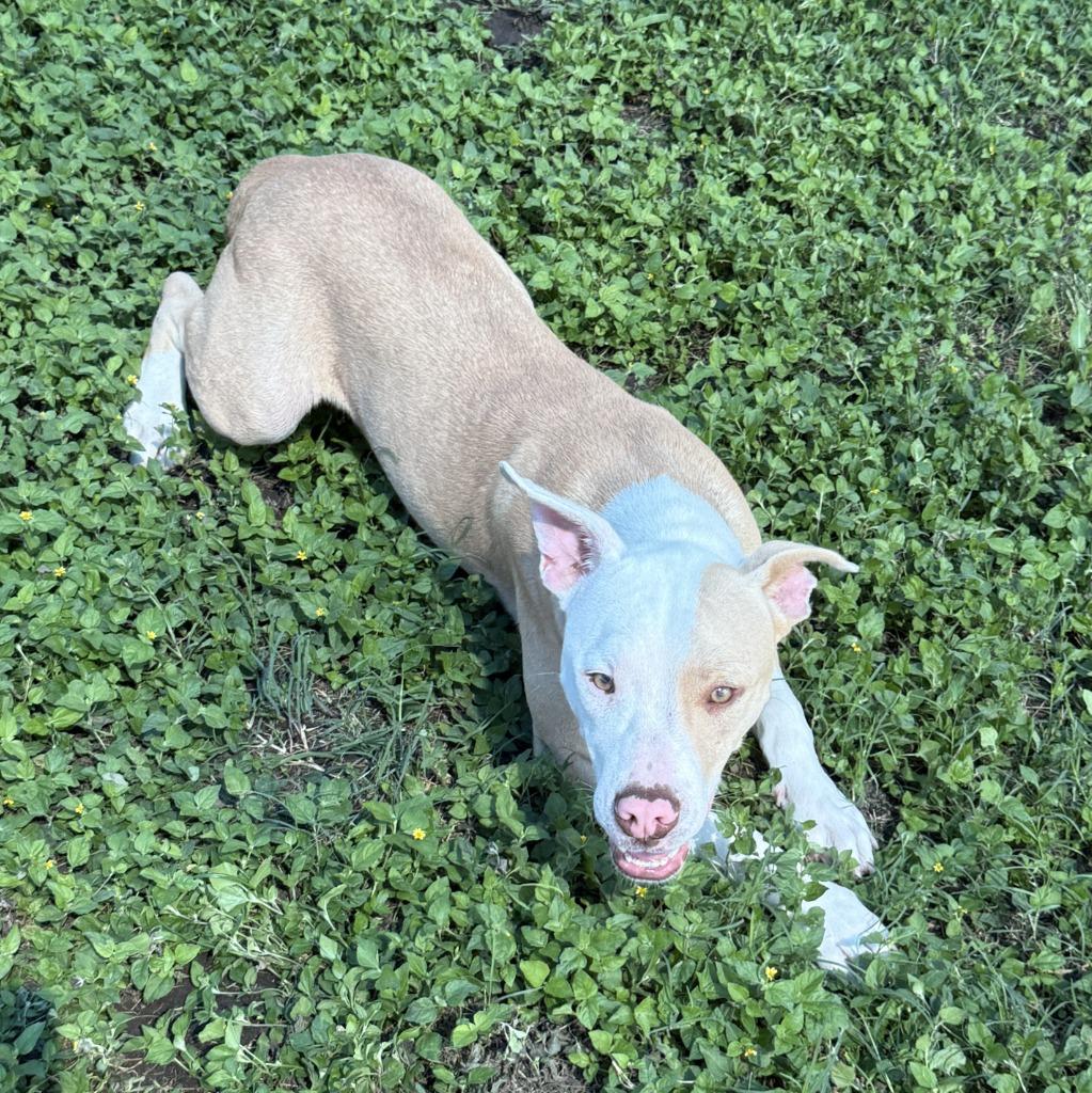 Enlarge Dale, a Adoptable Pit Bull Terrier in Brenham, TX image 2/6