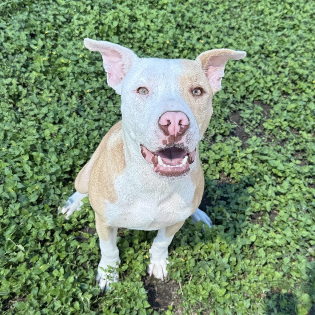 Enlarge Dale, a Adoptable Pit Bull Terrier in Brenham, TX image 3/6