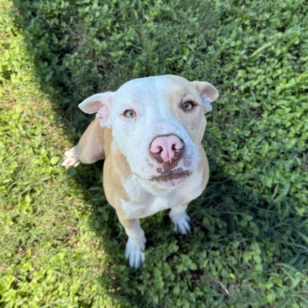 Enlarge Dale, a Adoptable Pit Bull Terrier in Brenham, TX image 4/6