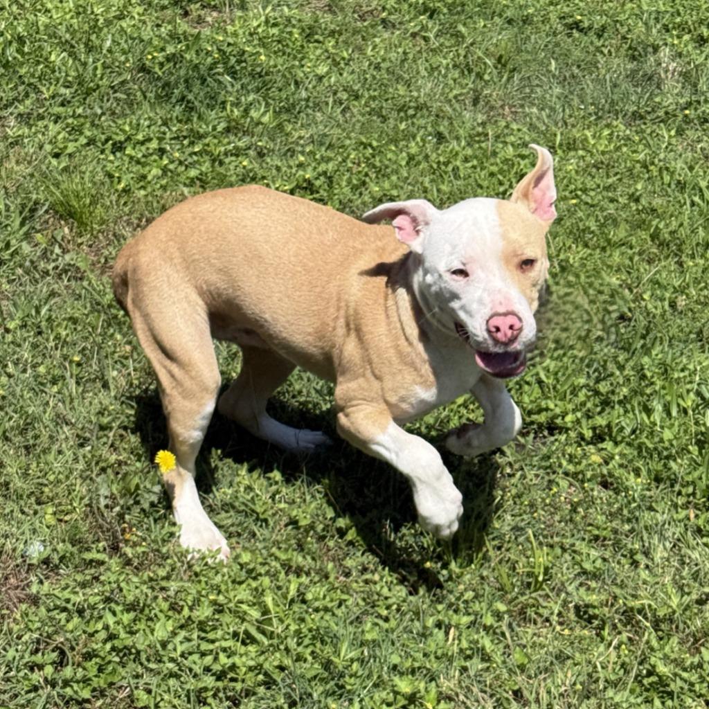 Enlarge Dale, a Adoptable Pit Bull Terrier in Brenham, TX image 5/6