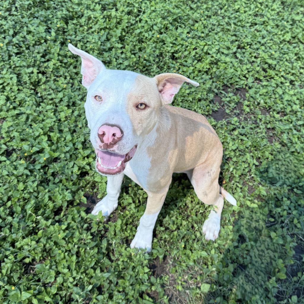Enlarge Dale, a Adoptable Pit Bull Terrier in Brenham, TX image 6/6