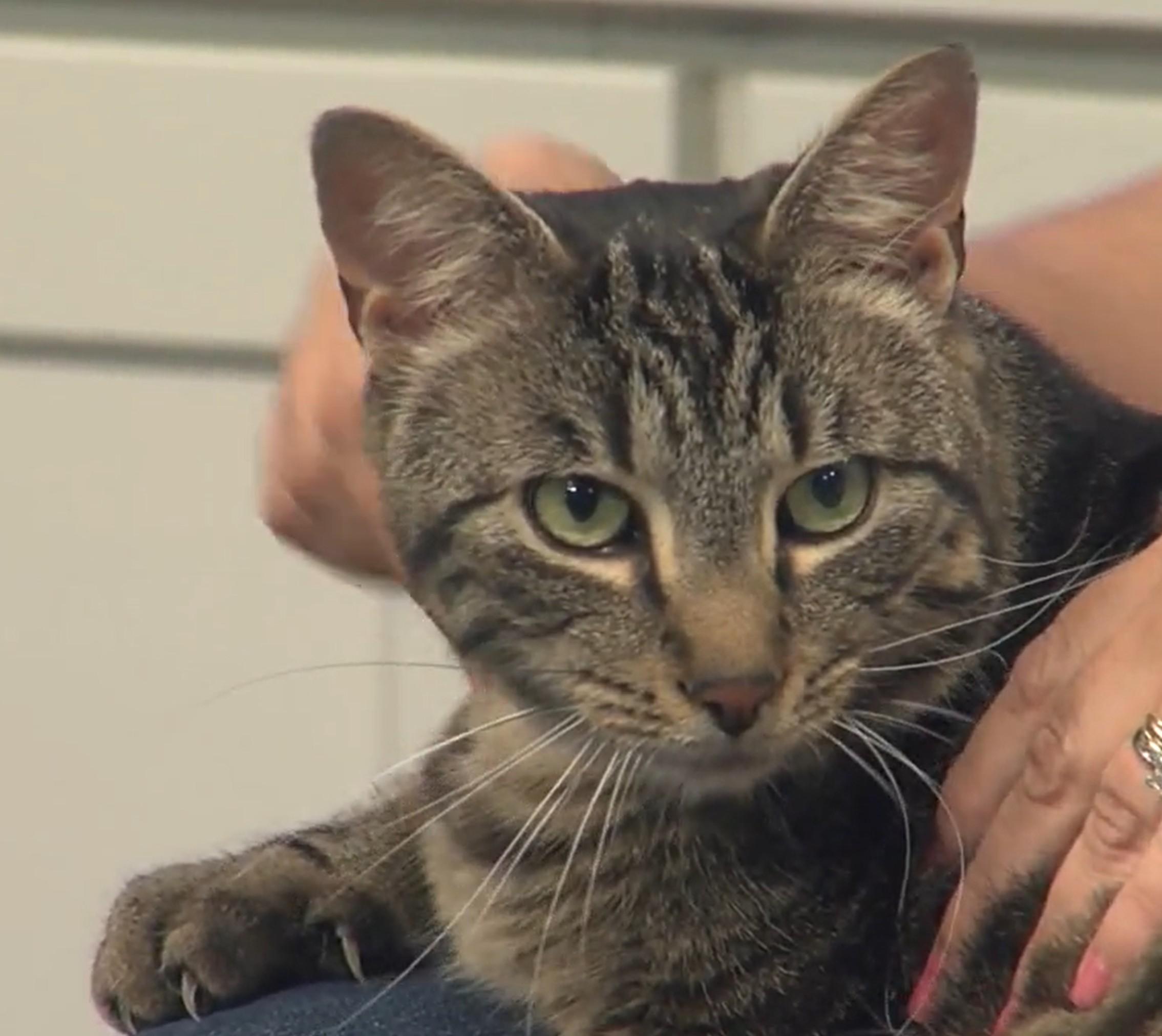 Acorn, Adoptable, Adult Male Domestic Short Hair.