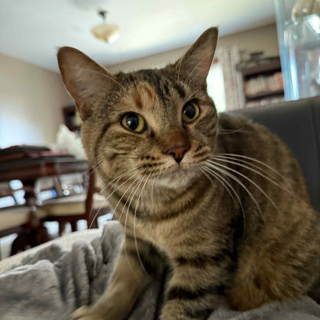 Enlarge Chuck & Pumpkin (Bonded Pair), a Adoptable Tabby in Plymouth, MN image 2/6