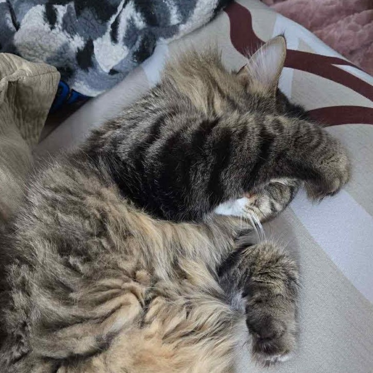 Chuck & Pumpkin (Bonded Pair)