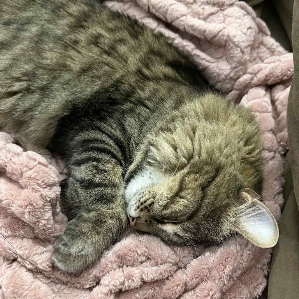 Enlarge Chuck & Pumpkin (Bonded Pair), a Adoptable Tabby in Plymouth, MN image 5/6