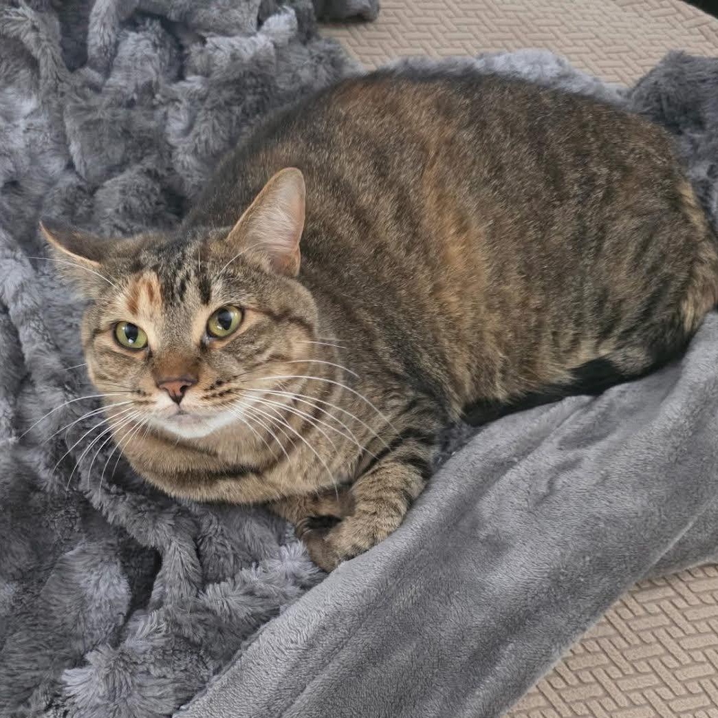 Enlarge Chuck & Pumpkin (Bonded Pair), a Adoptable Tabby in Plymouth, MN image 4/6