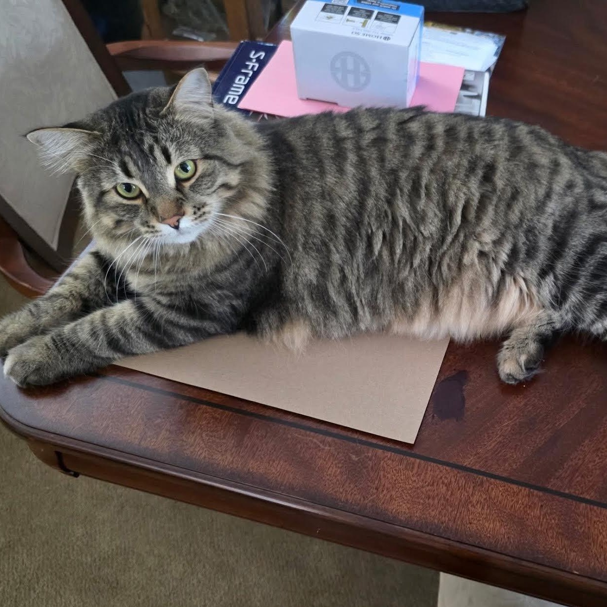 Enlarge Chuck & Pumpkin (Bonded Pair), a Adoptable Tabby in Plymouth, MN image 6/6
