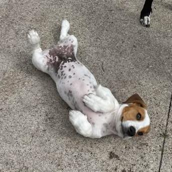 Koda, Adoptable, Puppy Male Rat Terrier & Basset Hound.