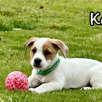 Koda, a Adoptable mixed breed in Alma, WI image 2/6
